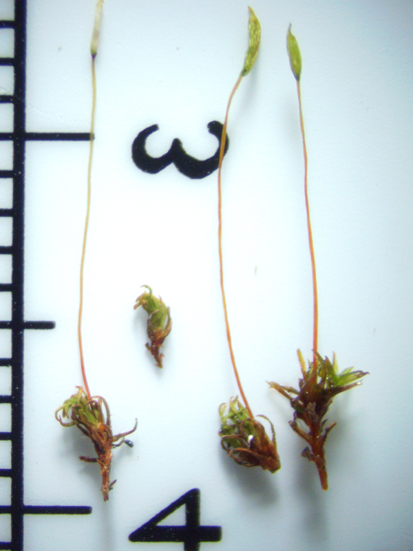 Trichostomum tenuirostre